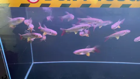 Pink Tail Characin 10-12cm #pinktailcharacin #pinktail #tankmate #fishtankmate#beautyfish#pinktailchalceus 
