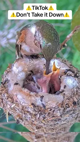 Adorable Hummingbird Chicks - Funny Poop-Shooting Moments! 🐦💩 #BabyHummingbirds #FunnyChickMoments #NatureComedy #PoopShooting #FYP 