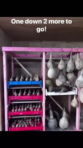 #Splice #hue#gourdsoftiktok #maoriart #maoriart  Drying and storing hue