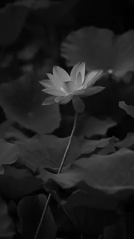 ảnh nền hoa sen #xyzbca #xuhuong #hoa #hoasen #tam #tamilmuser #tinhtam 