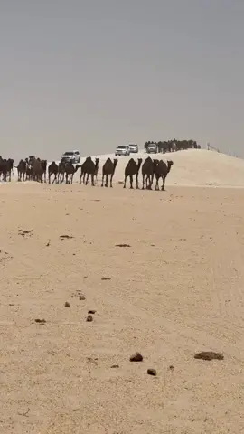 محسن#  دواس#نجران_السعوديه #اكسبلورexplore #الهبوب_الباردة 