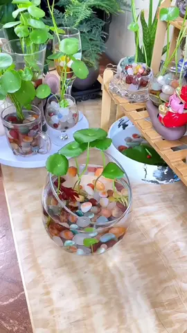 Trồng rau má nhật thuỷ sinh cùng với đá mã não trang trí vừa đẹp vừa giúp cây nhanh bén rễ #soitrangtri #asmr #fyp #becacanh #decor #damanao #daphongthuy 