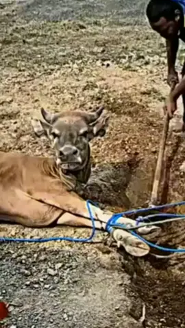 MASHAA ALLAH TABARAQALLAH sapi qurban ini pasrah saat akan di qurbankan 😇#bismillahirrahmanirrahim #takbiraniduladha #lebaraniduladha #sapiqurbaniduladha #sapiqurban #sapiqurbaniduladhapasrah#sapiqurbanpasrah#semogamasukberandaaamiin🤲 #semogafyp #fyp 