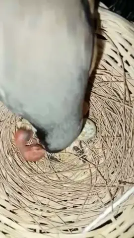 Burung cendet memandikan anaknya #cendeterindonesia #shorts #ve46channel #cendetmania  credit:Ve46 channel