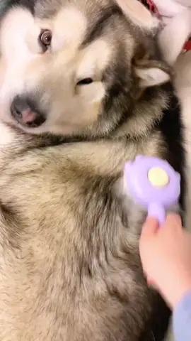 Impress your foreign friends with a well-groomed pet thanks to our top-notch brushes and combs  #viral #cleaningtiktok #brushing #foryou #petsupplies #petmom 