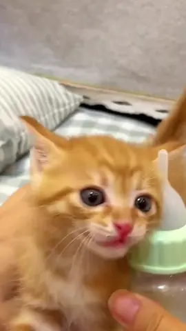 Cute Kitten Meowing 😻🐱😢 #kitten #meow #cute #kittensoftiktok  #meowing #fypシ゚viral 