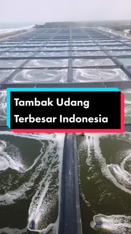 - Tambak Udang Modern Terbesar di Indonesia - . . . Budidaya Udang Berbasis Kawasan (BUBK) di Kebumen dengan luas sekarang 60 hektar dengan target luas nanti mencapai 100 hektar (video lengkap di YouTube/Latip-X) . . . . . #kebumen #udang #vaname #tambakudang #tambakudangmodern #bubk #pesisir #lautselatan #pantaiselatan #lintasselatan 