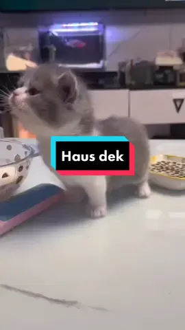 haus 😺 | #cats #kucinglucu #cutecat #dotkucingbayi 