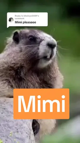 Replying to @khaisya0409 Mimi..oo mimi #viral #funny #funnyanimals #tupai #tupaipanggilnama 