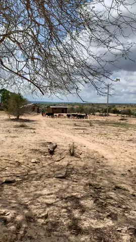 These are some of the dry conditions faced by our Kenyan families due to severe drought in the region. This drought is expected to leave more than 5 million people in Kenya without acess to food and water from March to June 2023. #fyp #drought #kenya #disability #family 