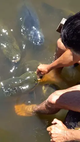 #valdemir  encantador de peixes 
