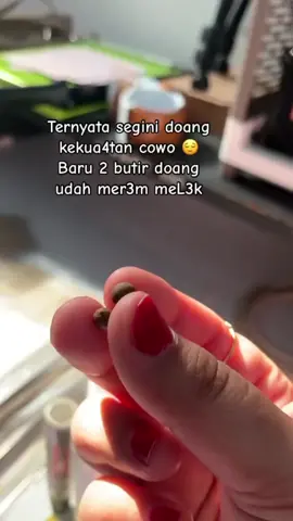 Yang pengen merem melek pasti bakal ketagihan 🤭🤩#sr12skincare #manzakanisr12 #herbalkewanitaanbpom 