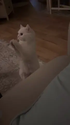 #cat #catsoftiktok #Love #animals #animalsoftiktok #catslovers #حب #شنوفي 