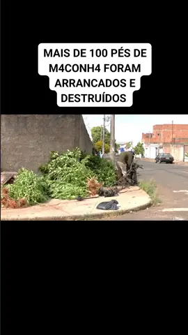 Roça de maconha em casa . #noticias  #criadordeconteudo #exclusive 