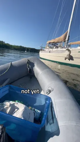 The day I learned roger is an excellent swimmer♥️ #boatcat #funnycat #swimmingcat #catfail 