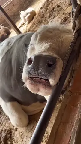 teg temanmu yang tidur kek gini🤣#ternak #videolucungakak #ternaklucu #sapi #sapitidur #peternaksapiindonesia #peternakmilenial #peternakindonesiajawatimur #peternakmuda 