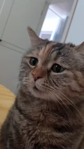 It's really frustrating not having dinner.#lovely #record #funny #interesting #cat #cutepet #Catsmeow