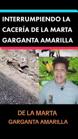 #dúo con @AnimalsWorld #A Interrumpiendo la cacería de la Marta. Las martas garganta amarilla (Martes flavigula) son mustelidos especializados en cazar diferentes presas, lo pueden hacer de forma solitaria o en pareja. Esto de siempre andar interrumpiendo eventos y comportamientos naturales en los animales por parte de la gente no está nada bien, si el destino del cervido era ser la comida de la Marta pues así debió ser. No vean tanto Disney eso hace daño. #marta #martagaegantaamarilla #mustelidos #cervidos #animales #kennyure_wildlife 