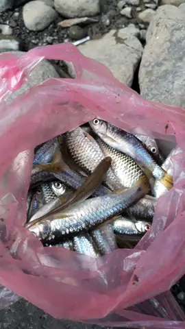 Hasil mancing wader