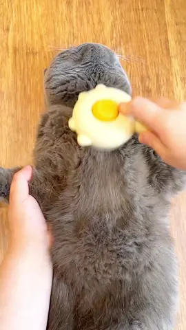 This brush is like a magnet for pet hair.It’s so satisfying to see all that fur come off in one swipe!#petsupplies #catlover #catsoftiktok #cleaning #brushing #goodthing #cleaningtiktok 