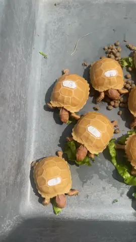 Ternakan sendiri guys😍😍😍 #tortoloversindonesia  #hobikura  #ternaktorto  #sulbino #kuradaratsby  #cheryheadtortoise  #kuradaratsulcata  #sulcataalbino  #sulcatadotless  #cheryheadbaby  #sulvorysby #sulcatadotlessthinline  #sulcativory  #hetivorysulcata  #cheryheadpremium #marblecherryhead  #kuradaratsby  #aldabratortoise  #albinotortoise  #sulcatauniquescute  #ivorysby  #aldabrababy  #sulbinosby  #sulcataalbinosby  #sulcatasby  #babysulcataindonesia  #cheryheadsby  #cheryheadmarble  #sulcataternakansendiri #ternakansendiri  #sulcatababy