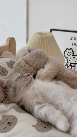 Isn't it like you who don't want to get up every morning?  #cat #sleepingcat #workhard #貓 #萌寵