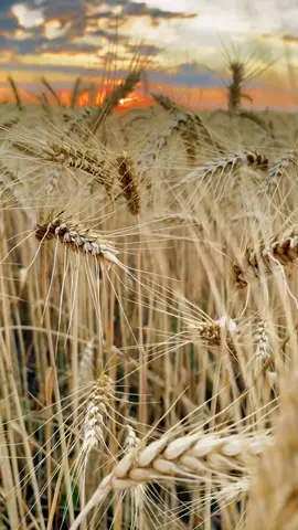 #рекомендації #західсонця🌅 #україна🇺🇦 #краса #українськийтікток 