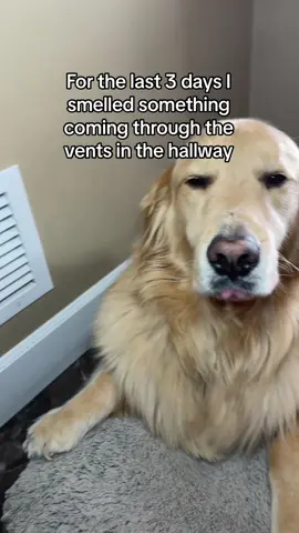 Who else’s Dad is silly like mine? #fyp #dog #foryou #funnydogvideos #PetsOfTikTok #funnydog #voiceover #funny #dogsoftiktok #sirivoiceover 