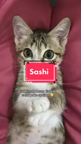 Namanya sashi bukan shiti😩 #TikTokImpact #kucingtiktok #fyp 