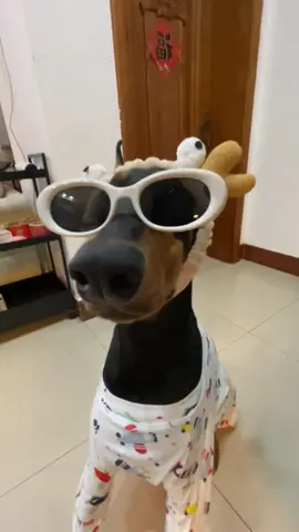 #cute #pet #fyp #funny #funnyvideos #dogs 