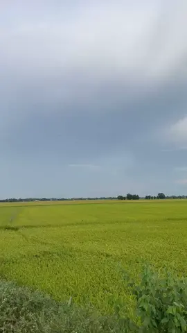 Nhà anh miền tây thẳng cánh cò bay 😘 #kiếntường #62longan #mộtchiếcnhạc #miềntây #wave #dream #binhbongpodame 