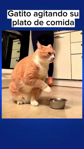 #funnyvideo #fypシ #gato #gatito 