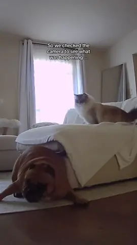 9/10 Nimbus is instigating #catsoftiktok #siberiancat #fyp #viral #foryou #cat #zoomies #englishbulldog 