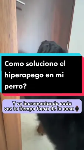 Acá te traigo este ejercicio altamente efectivo para que soluciones el hiperapego en tu perrito🐶❤️#ansiedadporseparación #adiestramiento #hiperapego🐶 #adiestramientocanino #educacioncanina #consejosperrunos #educaatuperro #perrostiktokers #peluditos🐶 #amomiperro 
