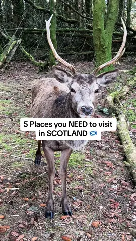 5 unique places to visit in Scotland while you are on your travels!! #Scotland #scotlandiscalling #scotlandtravel #scotlandexplore #visitscotland #bucketlist
