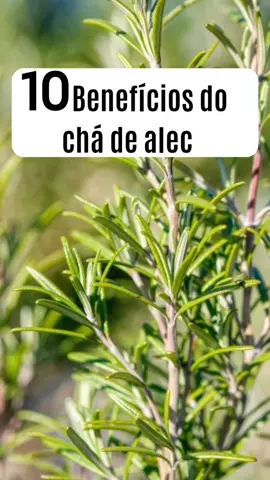 10 benefícios do chá de alecrim... #cha #dicasdesaude #saude #vocesabia #saudeebemestar #saudeemprimeirolugar #saudeemfoco #dicassaudaveis #dicasnaturais #alecrim #chadealecrim 
