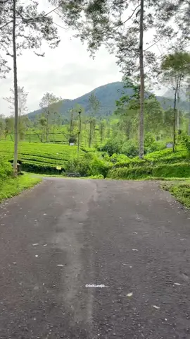 Jalan jalan di kebun teh wonosobo Jasa foto magelang dan sekitarnya #wisatadiindonesia #wisatajogja #wisatamagelang #wisata #sinematikaesthetic #naturecinematic #magelang #wonosobo #exploreindonesia #alamyangindah #petualangan #gunungcilik #gunungcilikkertekwonosobo #kebunteh #kebuntehwonosarilawang #wisatawonosobo 