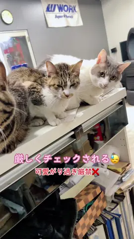 多頭飼いあるある😓#ネコ #猫 #多頭飼い #かまって #かまってちゃん 