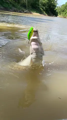 Crazy day casting lures with @Grant Langmore #thefishwhisperer #fish #fishing #fishtok #gar #alligatorgar #nature #wildlife #pet #animal #animals #tiktok #reels #fyp #foryou
