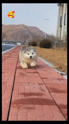 tập thể dục buổi sáng thui nào #xuhuong #videoviral #funnyvideos #trend #pet #dog #cutedog #dogsoftiktok #😄😄😄 #❤️❤️❤️ 