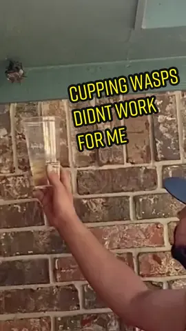 Replying to @Beautiful 🐢  The cup trap didn’t work for me 🫣😬 @Kylie Gonzalez  @DAPPestControl #dappestcontrol #wasp #cup #pestcontrol #paperwasp #fyp 