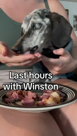 Winston’s last moments were filled with whatever food we could get him to eat, and sleep.  The only thing he found joy in was food, until the morning of, he started rejecting food. I’m happy he had one thing left that brought him some happiness. His entire body was shutting down. He began to be more confused and anxious than we’ve ever seen him. My husband had to hold him for hours through the night to get him to relax and sleep.  Looking back, I’m thankful we made the call to lay him to rest, despite the pain we have felt.  We had to sacrifice our selfish wants to keep him around and try “one last time”, in order to do what was best for him.  The only thing I wish we had filmed was his last bath, which we did hours before we said goodbye.  But I didn’t want to waste time, fiddling with lighting and filming.  So I’m sorry I can’t share one last “senior spa day”.  We are at peace. We hurt, but we’re at peace. Thank you for all the love, well wishes and prayers. We love you 💛