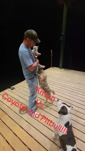#howwedoit #howiedewitt #weavethecoyote #duckholliday #kitten #kittensoftiktok #duckandweave 