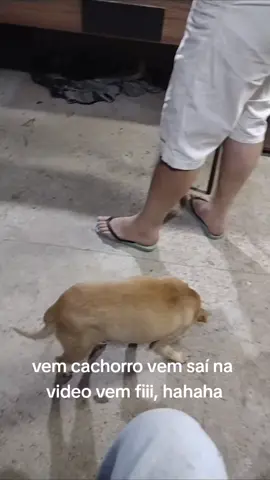 #marquinhoboiadeiro  #saicachorro #vemcachorro #sinuca #viralata #caramelo 