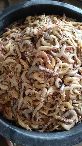 #peges #udang #jualanonline #dagingudang #food #udangkupas #udanggalahsepitbiru 