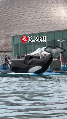 この間3.1tになったと思っていたらもう3.2tになっていた😂 #名古屋港水族館 #シャチ #アース 