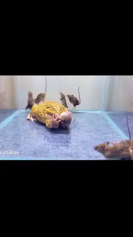 Frog eat mouse #mouse #frog 