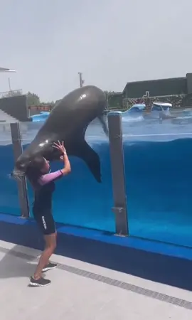 🤣 he was so happy🤣 #seal #sealife #animals #fypシ #seals #funnyvideos ##fyp 