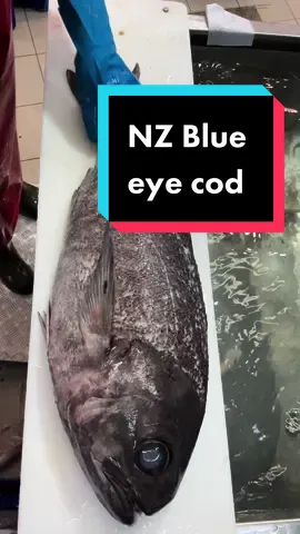 Large size NZ blue eye cod,  #sydneyfishmarket #cod #fillets 