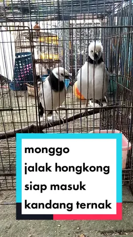 jalak hongkong saiap masuk kandang ternak #penangkaran #burung #jalakhongkong #jalakbali #cucakrowo 